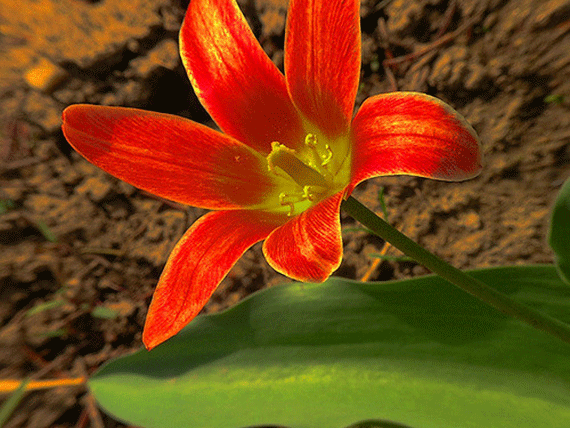 taking beautiful flower photos