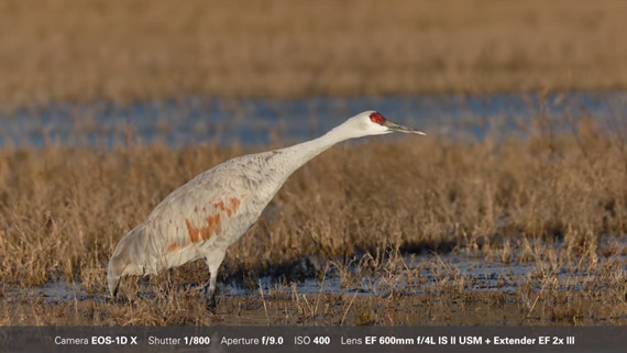 bird photography location scout