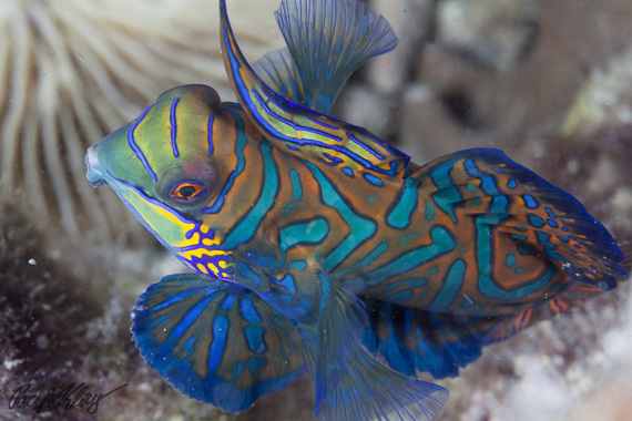 underwater photo of colorful fish