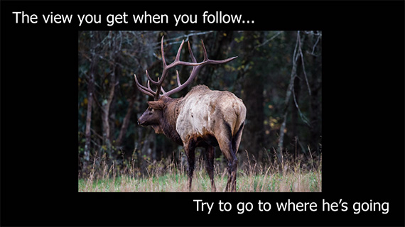 Don't follow an animal 