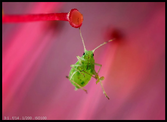 macro photography tips