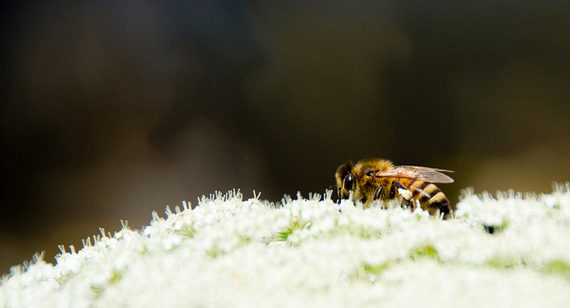 bee micro photo