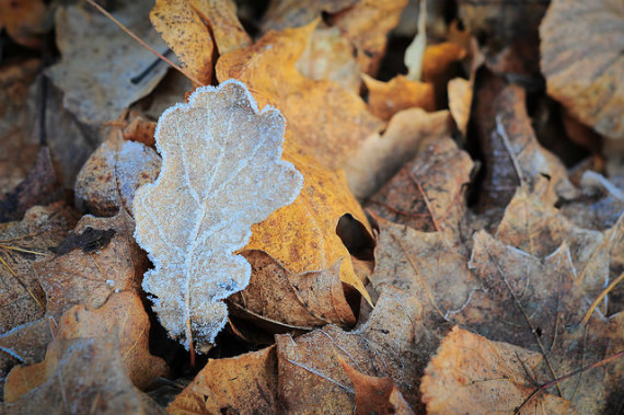 leave, winter, autumn, cold, macro