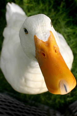 close up duck profile