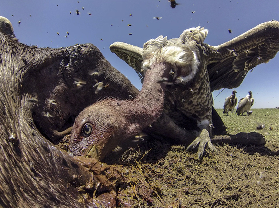 avian photographers