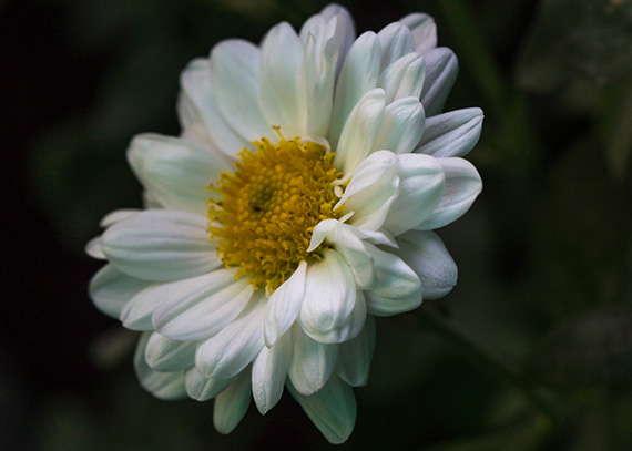 flower macro