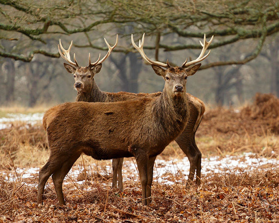 tips for wildlife photography