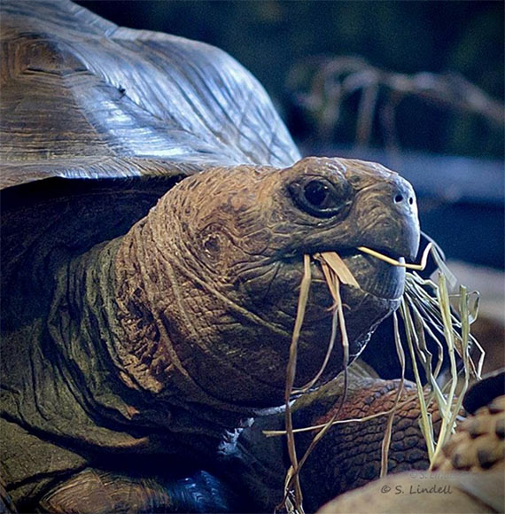 tortoise