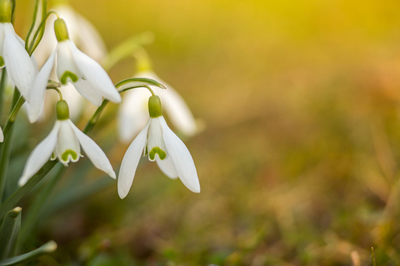 flowers bokeh