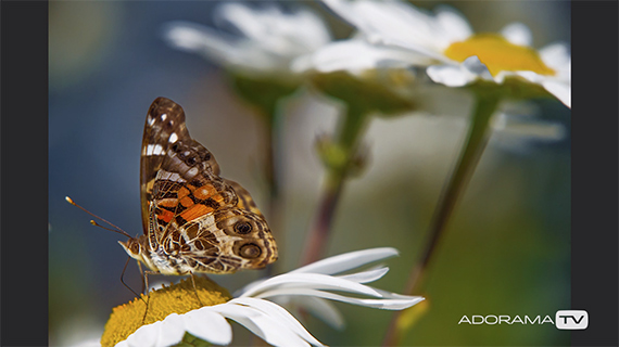 shooting butterflies with a long lens