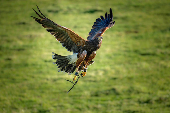 fast shutter speed bird in flight