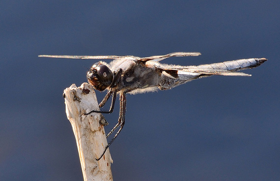 dragonfly fill flash