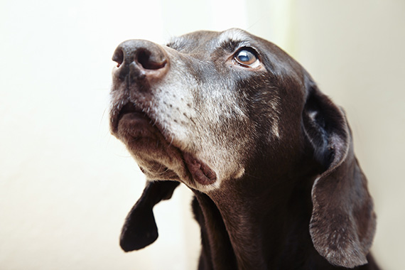 how to take close up photos of dogs