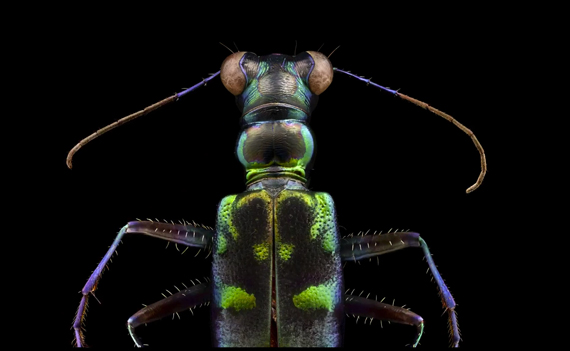 Insect Macrophotography