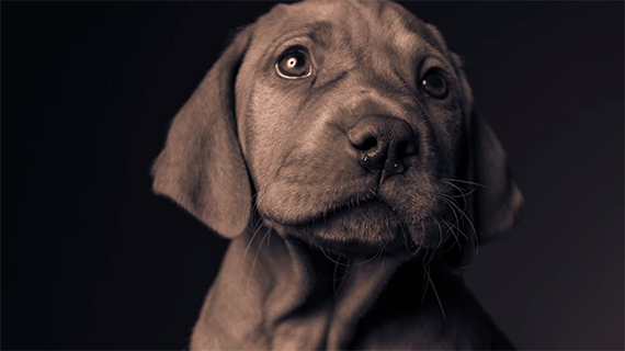 Puppy Photography Tips & Techniques With Studio Lighting