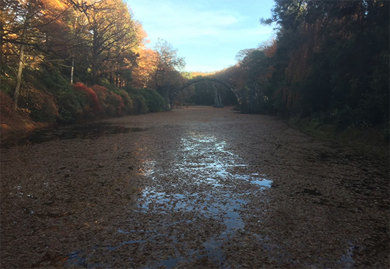 water full of leaves