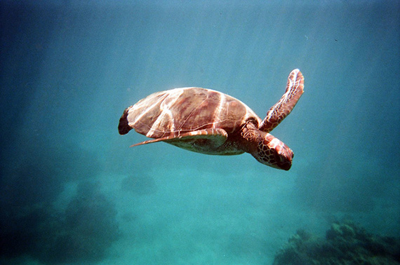 photographing sea turtles