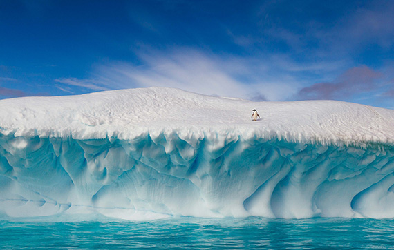 penguin in a landscape