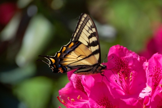 "butterfly" captured by LaurelAnne