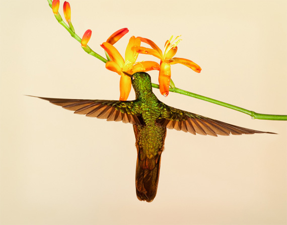 hummingbird