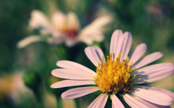 tips for dynamic wildflower photography