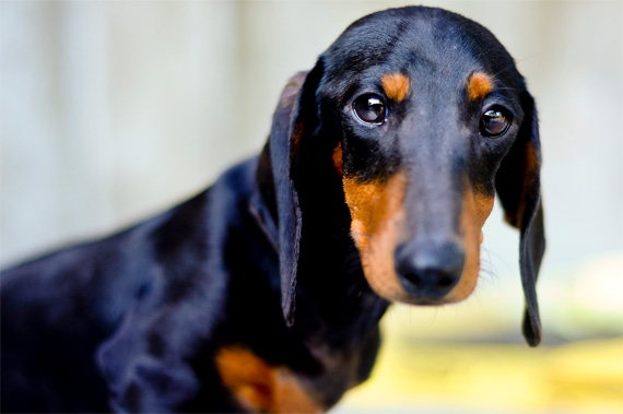 puppy portrait