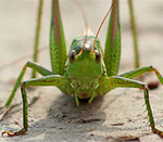 Insect Photography Tips