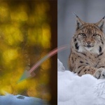 Swedish Nature Photographer of the Year Exposed as Fraud