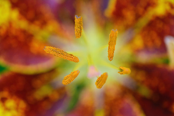 macro photography tips