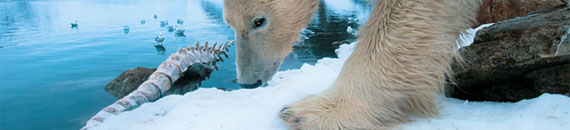 Polar Bear Photography