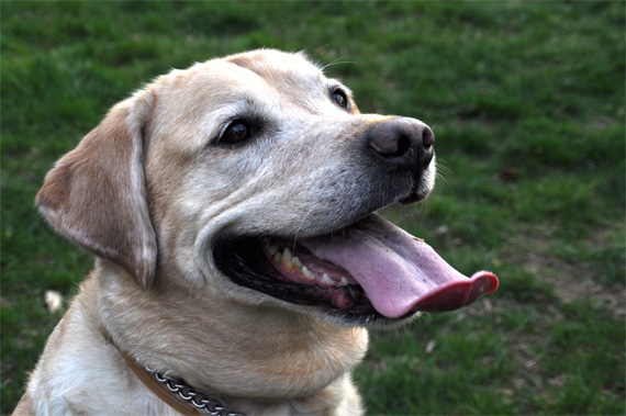 happy dog photo