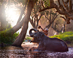 Interesting Photo of the Day: Baby Elephant Gets a Bath