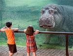 Interesting Photo of the Day: Hippo Underwater