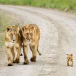 Interesting Photo of the Day: Baby Lion Walks Proud