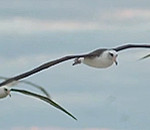 Photographer Documents How Pollution is Affecting the Albatross Population