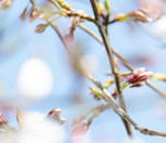 Useful Tips for Spring Photography