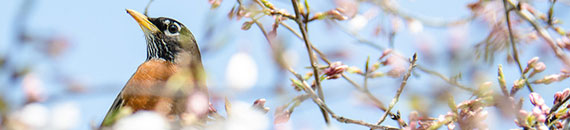 Useful Tips for Spring Photography