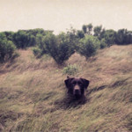 Interesting Photo of the Day: Man’s Friend Stares from the Grass