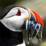 Interesting Photo of the Day: Concerned Puffin Eating a Mouthful of Sand Eels