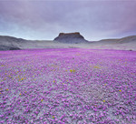 Interesting Photo of the Day: Sea of Purple in Utah’s Badlands