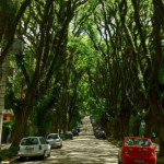 Interesting Photo of the Day: Amazing Tree Covered Street in Porto Alegre, Brazil