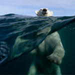 Interesting Photo of the Day: Brave Photographer Captures Wild Polar Bear Swimming