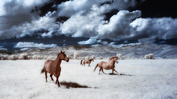 infrared horses