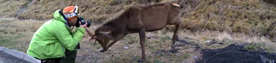 The Wrong Way to Photograph Wildlife