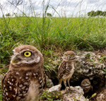 Interesting Photo of the Day: A Parliament of Burrowing Owls