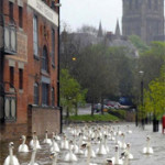 Interesting Photo of the Day: Swans Take to the Streets for UK Flooding