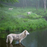 Interesting Photo of the Day: Three Weary Wolves