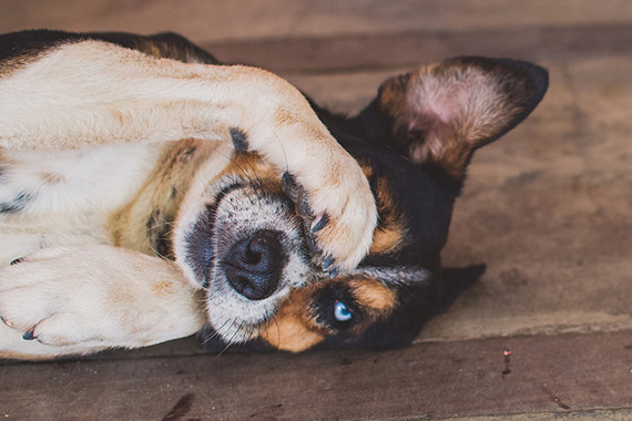 capturing a dog's personality