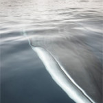 Interesting Photo of the Day: Very Close Encounter with a Massive Minke Whale