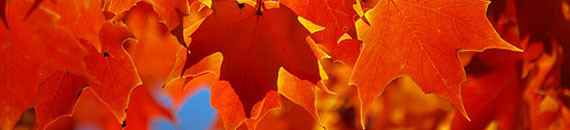 Valuable Tips for Autumn Photography